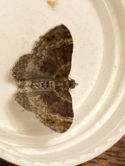 Xanthorhoe spadicearia