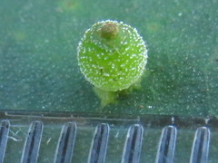 Caryomyia viscidolium