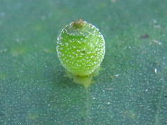 Caryomyia viscidolium