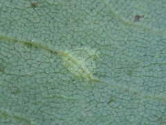 Caryomyia viscidolium