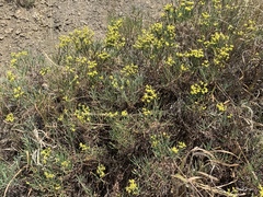 Eriogonum brevicaule