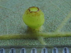 Caryomyia flaticrustum