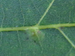 Caryomyia flaticrustum