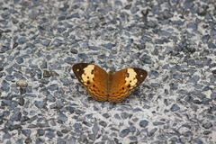 Cupha erymanthis lotis