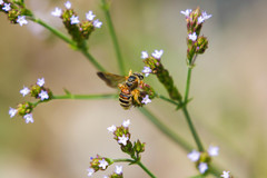 Dieunomia nevadensis