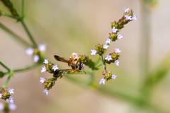 Dieunomia nevadensis