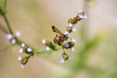 Dieunomia nevadensis