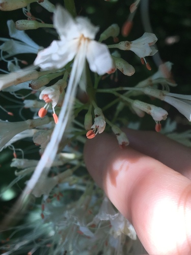 Aesculus parviflora, photographed by an iNaturalist contributor