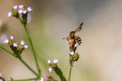 Dieunomia nevadensis