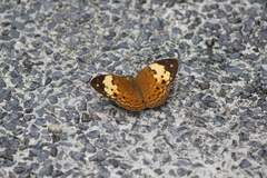 Cupha erymanthis lotis