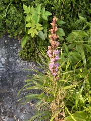 Liatris helleri