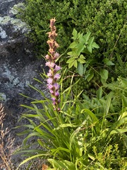 Liatris helleri