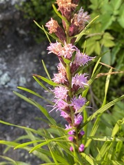 Liatris helleri