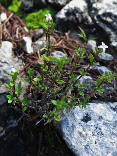 Stenaria nigricans var. gypsophila