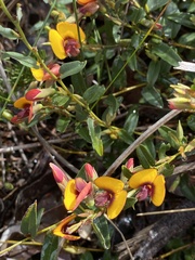 Bossiaea ornata