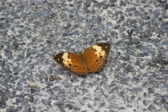 Cupha erymanthis lotis