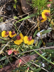 Bossiaea ornata