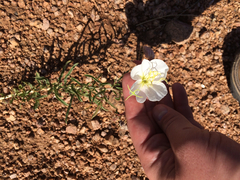 Oenothera nuttallii