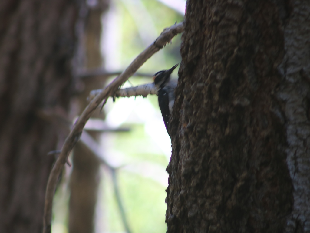 Hairy Woodpecker from Humboldt County, CA, USA on August 8, 2020 at 09: ...