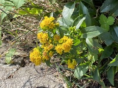 Solidago spithamaea