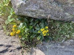Solidago spithamaea