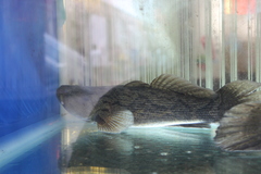 Oxyeleotris marmorata