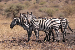 Equus quagga boehmi
