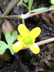 Ranunculus hyperboreus