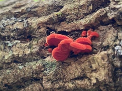 Crepidotus cinnabarinus