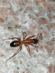 Camponotus nylanderi