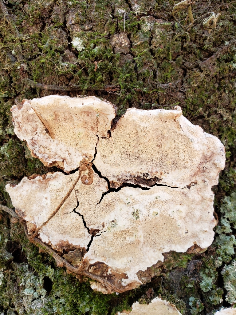 Perenniporia phloiophila