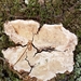 Perenniporia phloiophila - Photo (c) phillbobaggins, some rights reserved (CC BY-NC), uploaded by phillbobaggins