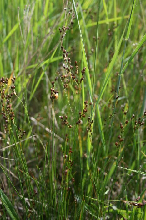 black needle rush (Star Island Grasses and Flowers) · iNaturalist