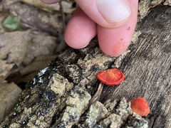 Crepidotus cinnabarinus