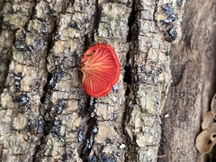 Crepidotus cinnabarinus