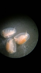 Eulimnadia