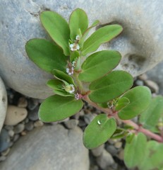 Euphorbia humistrata