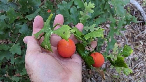 Ibervillea lindheimeri