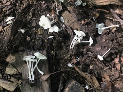 Leucocybe candicans