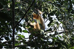Trachypithecus pileatus