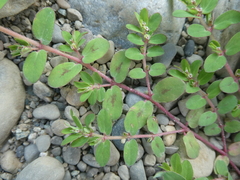 Euphorbia humistrata