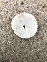 Echinarachnius parma