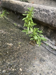 Dysphania ambrosioides