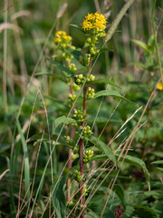 Solidago glomerata