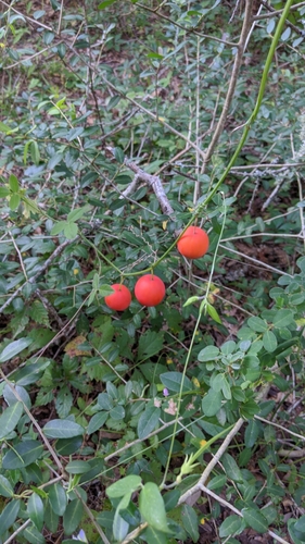 Ibervillea lindheimeri