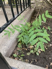 Ailanthus altissima