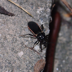 Ectrychotes andreae