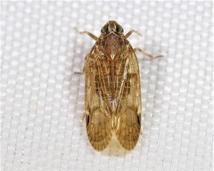 Melanoliarus placitus