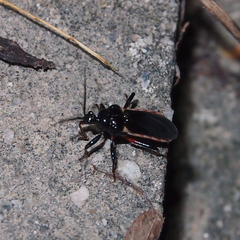 Ectrychotes andreae