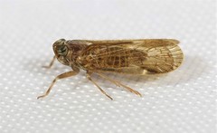 Melanoliarus placitus